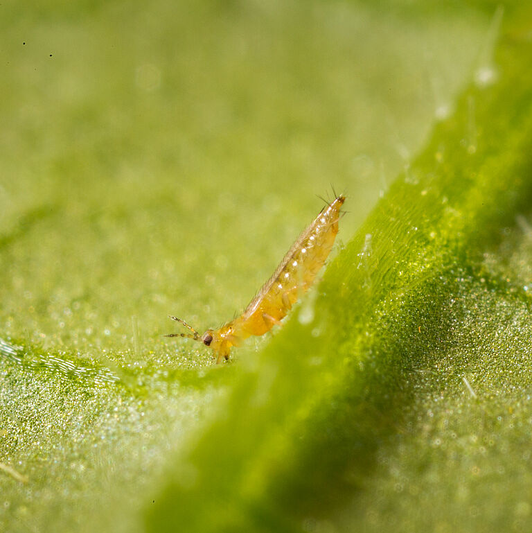Western Flower Thrips Frankliniella occidentalis on a leaf