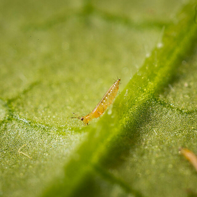 Western Flower Thrips Frankliniella occidentalis on a leaf