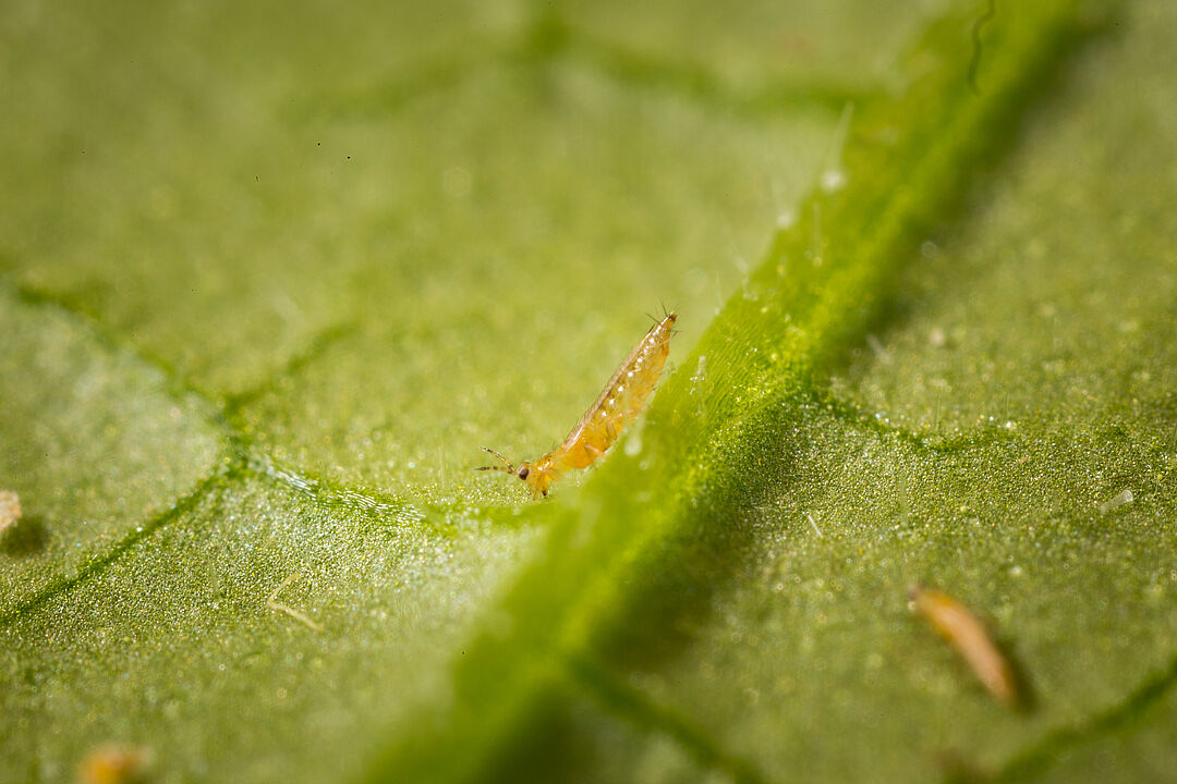 Western flower thrips - Biocontrol, Damage and Life Cycle