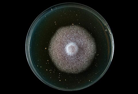 Fusarium opens the door to other diseases and pests