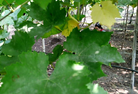 Grapevine powdery mildew