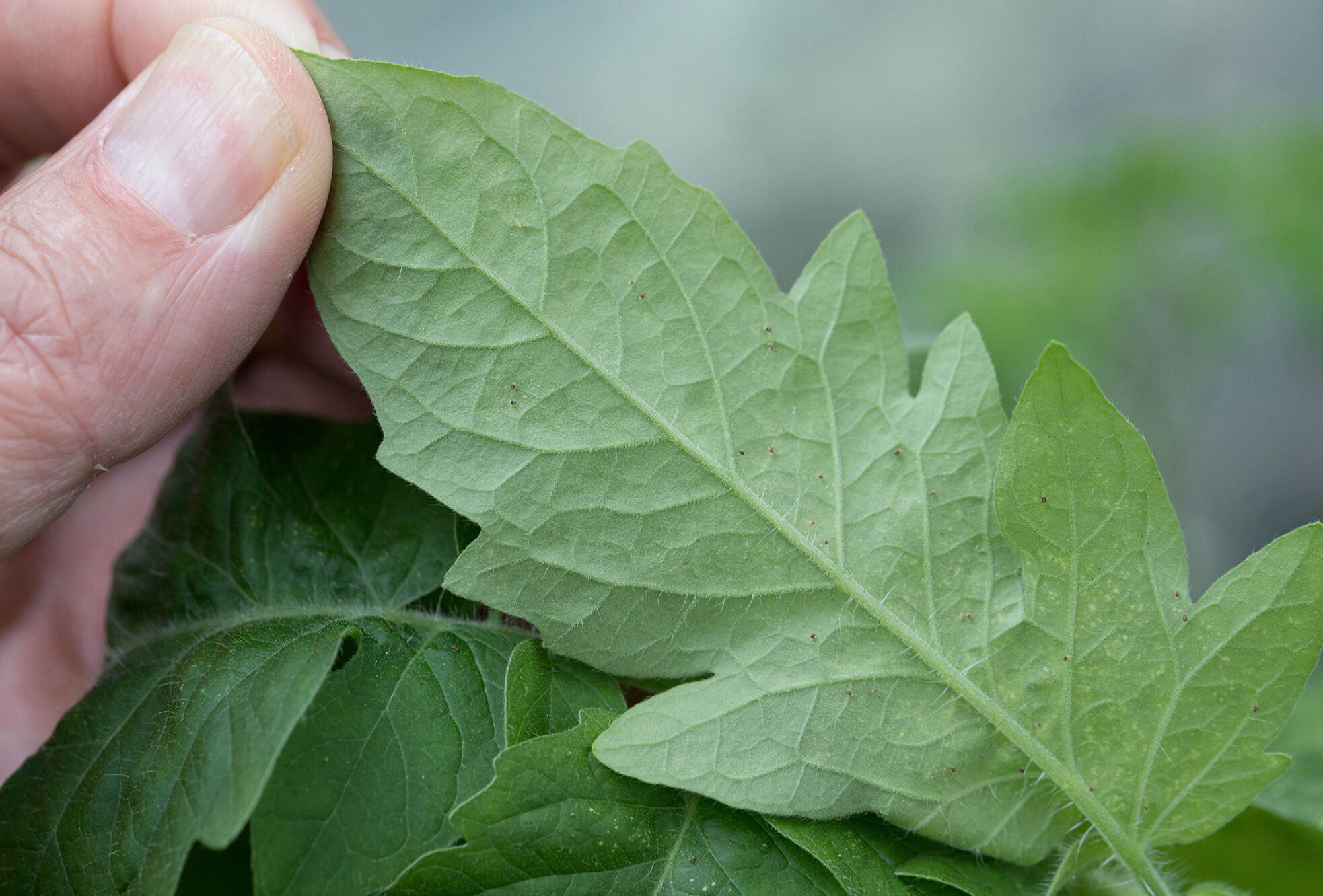 Prevent internal spider mite contamination