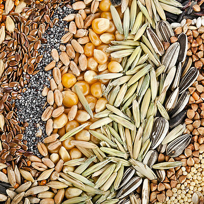 what is seed treatment
