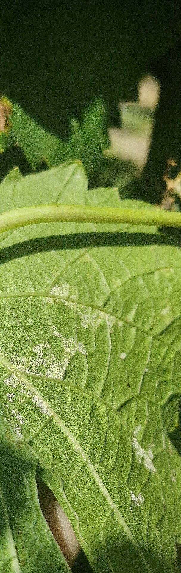 Underside of a grapevine leaf infected with downy mildew (Plasmopara viticola), showing characteristic white sporulation along the leaf veins.