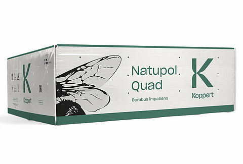 Quad
