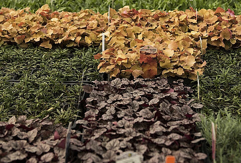 Written in GrowerTalks: "BioSolutions for Propagators" by Jeremy Webber