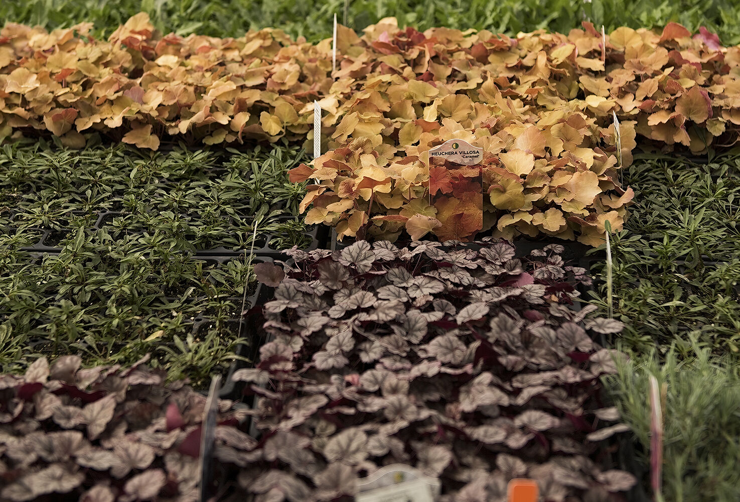 Written in GrowerTalks: "BioSolutions for Propagators" by Jeremy Webber