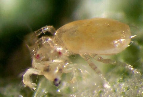 Release Spical predatory mites as soon as possible!