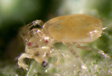 Release Spical predatory mites as soon as possible!