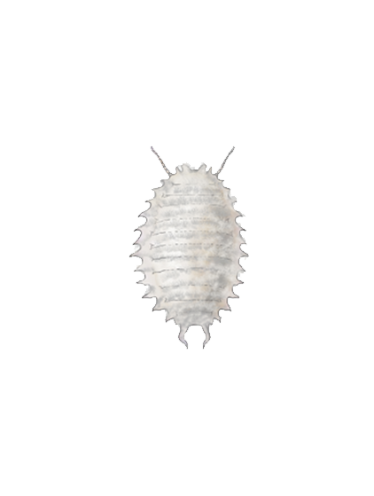 Planococcus citri second instar nymph