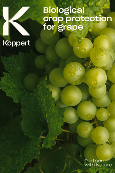 Grape crop brochure