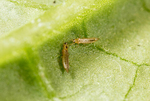 Western Flower Thrips Frankliniella occidentalis on a leaf