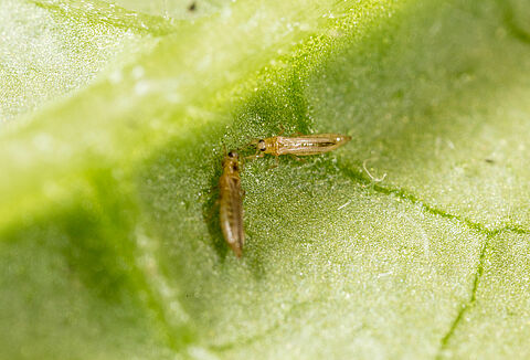 Tackling Thrips is Always a Puzzle