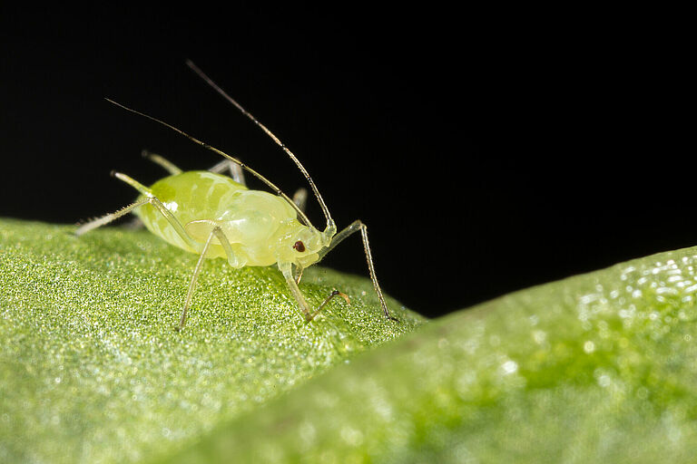 Foxglove aphid Aulacorthum solani