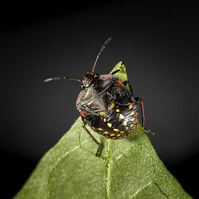 Nymph of the Southern Green Stink bug Nezara viridula
