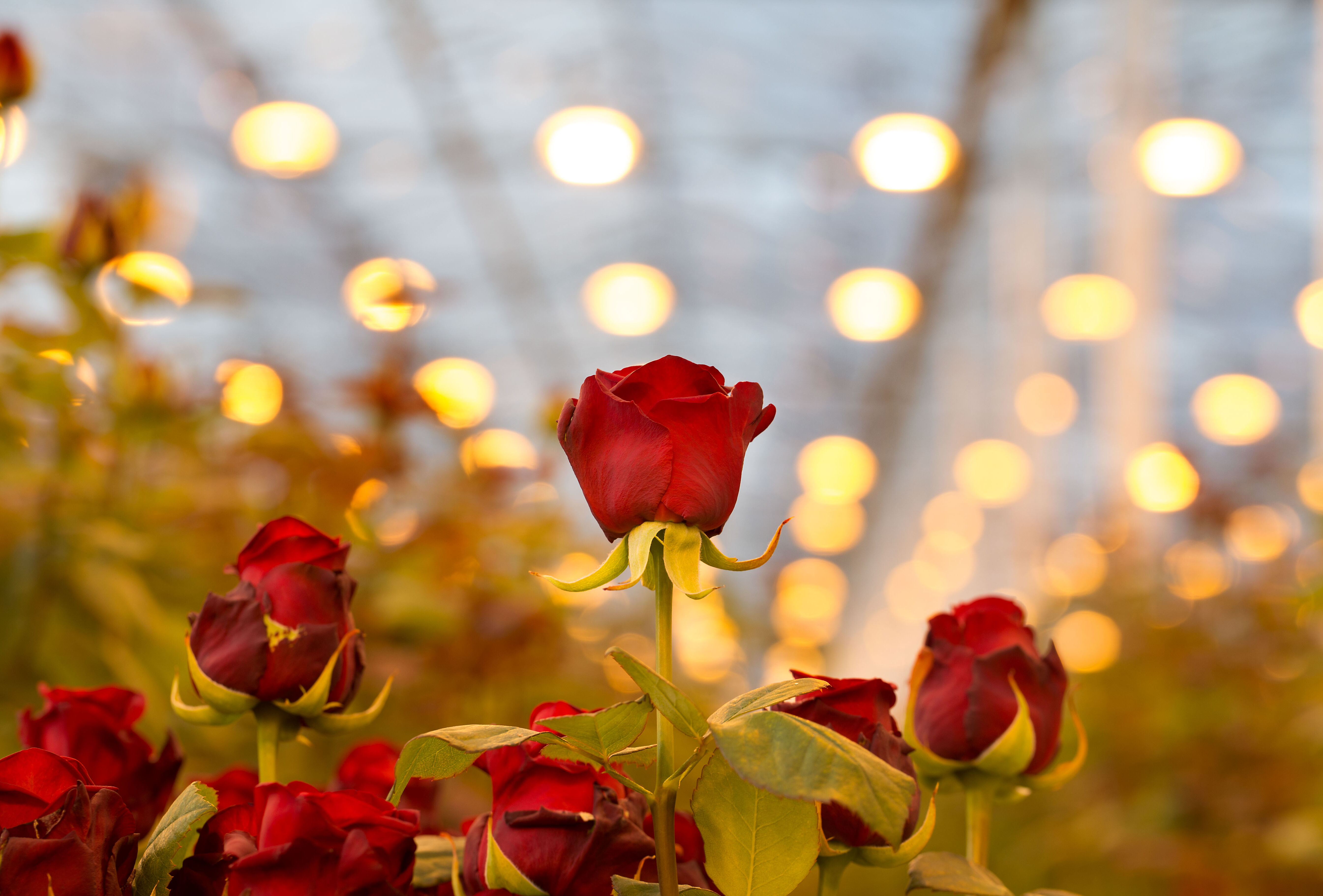 Want to Tackle Diseases and Pests in Roses?