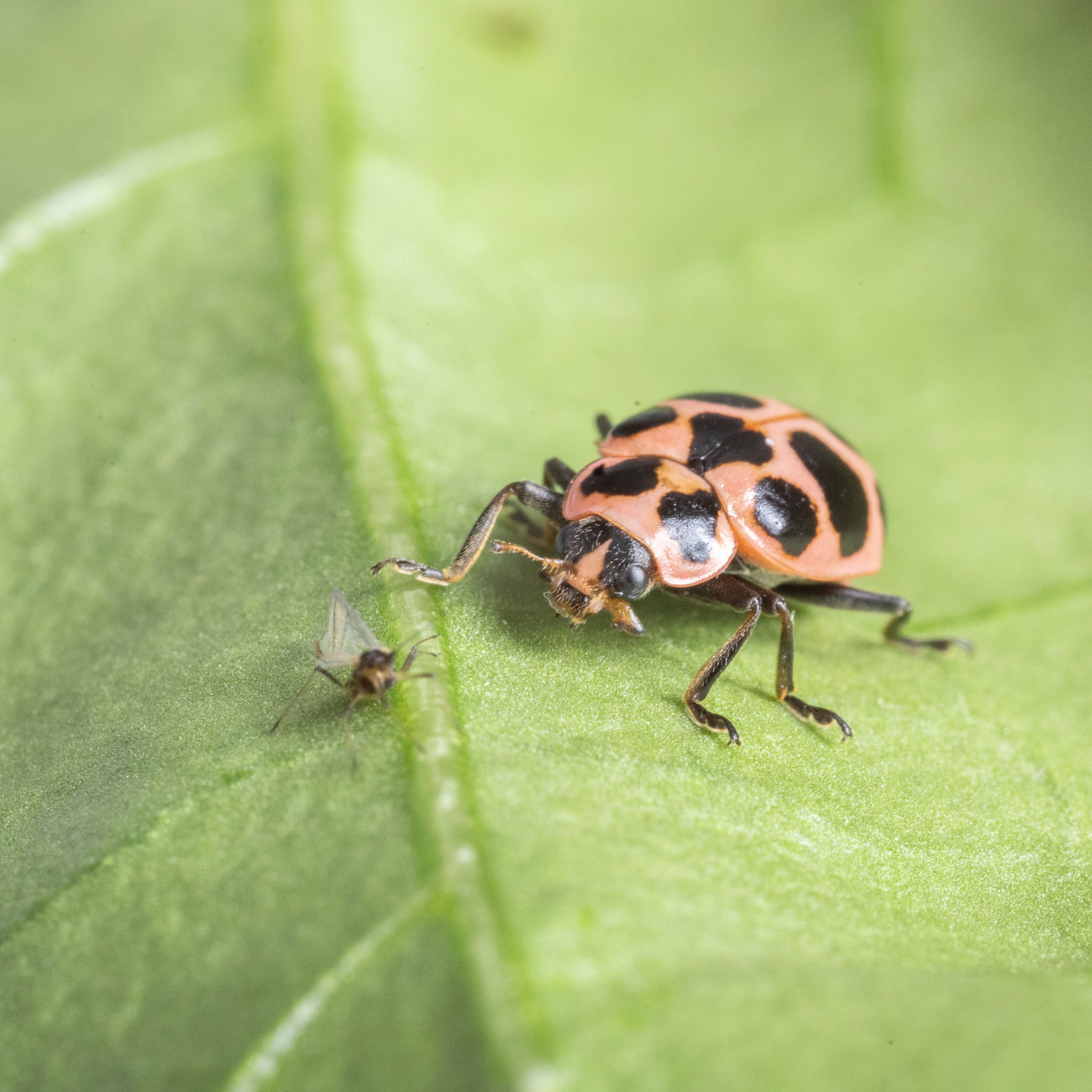 Adult of Coleomegilla maculata preying on aphid