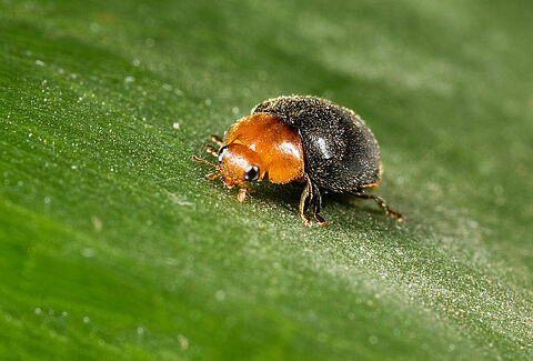 Operation Mealybug