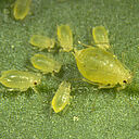 Green peach aphids Myzus persicae on leaf