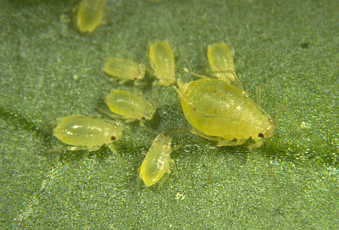 Green peach aphids Myzus persicae on leaf