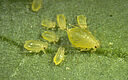 Green peach aphids Myzus persicae on leaf