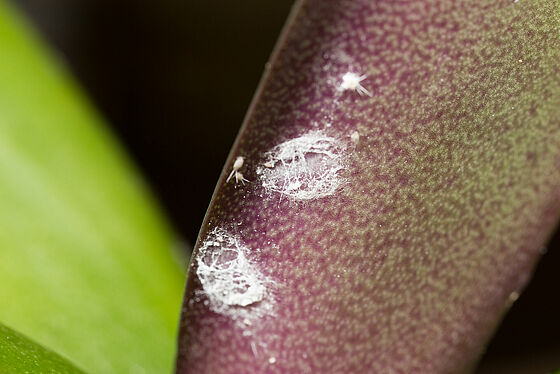 Long-tailed mealybug Pseudococcus longispinus infestation