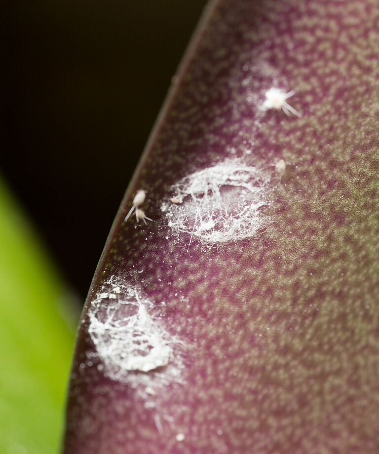 Long-tailed mealybug Pseudococcus longispinus infestation