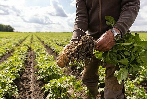 Successful biocontrol in potatoes