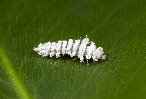 Operation Mealybug