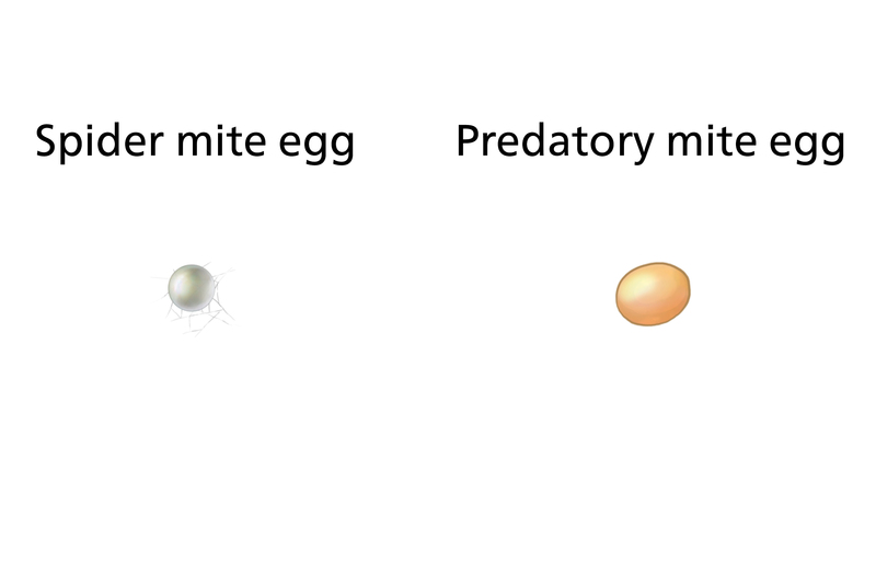 eggs_of_predator_and_spider_mite.jpg