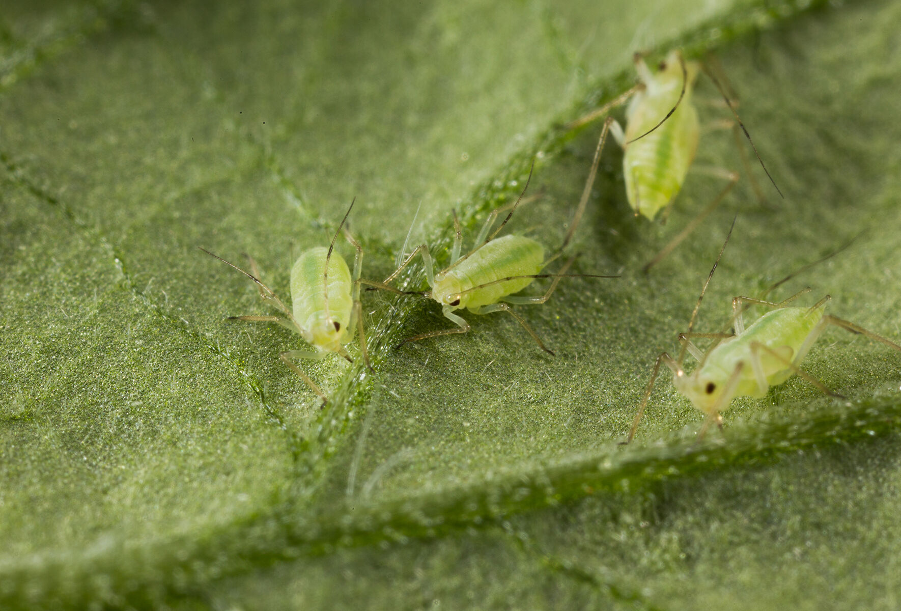 Aphids—Go Time Appears in GrowerTalks Magazine