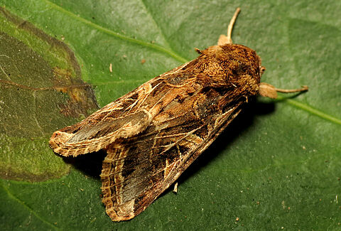 Cotton leafworm