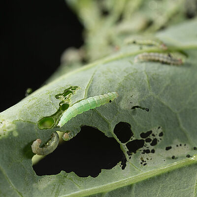 Larva of the Diamondback moth Plutella xylostella