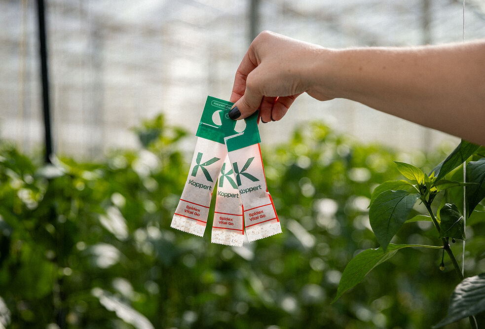 Spidex Vital Go: the ultimate multi-hotspot performer