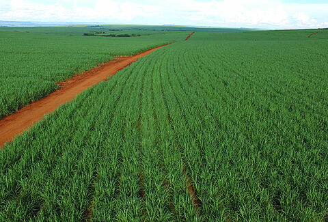 Sugar cane