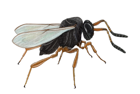 Parasitic wasps