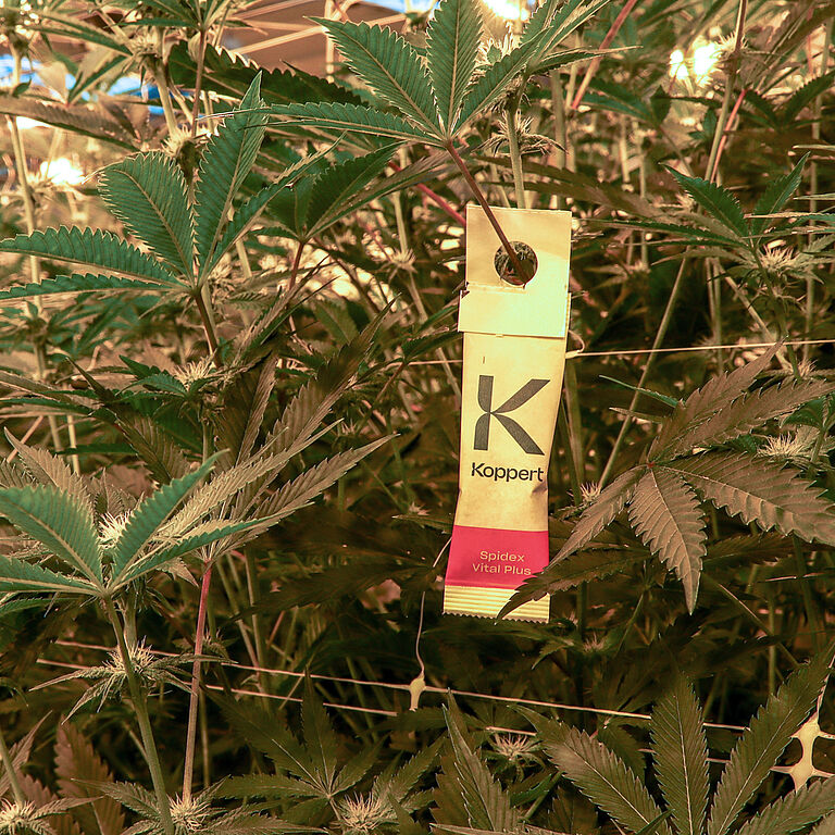 Spidex Vital Plus helping keep cannabis crops spider mite-free.
