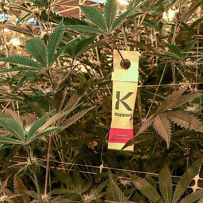 Spidex Vital Plus helping keep cannabis crops spider mite-free.