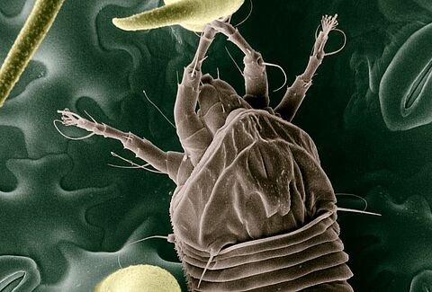 Tomato russet mite Aculops lycopersici adult illustration
