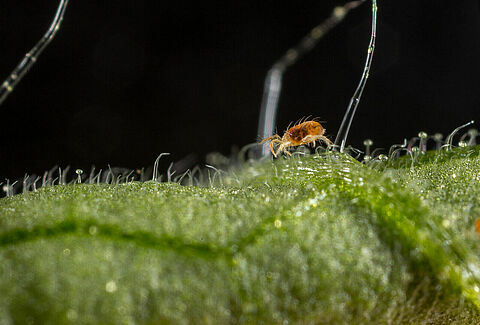 Two-spotted spider mite