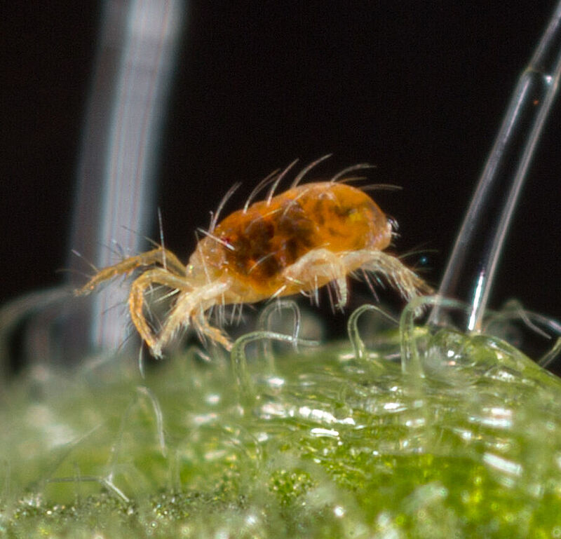 Two-spotted spider mite Tetranychus utricae