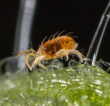Two-spotted spider mite Tetranychus utricae