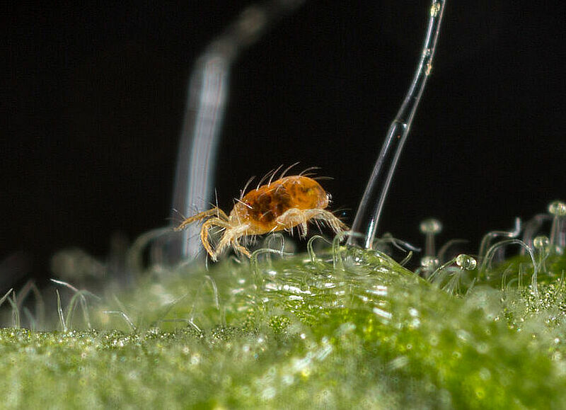 Two-spotted spider mite Tetranychus utricae