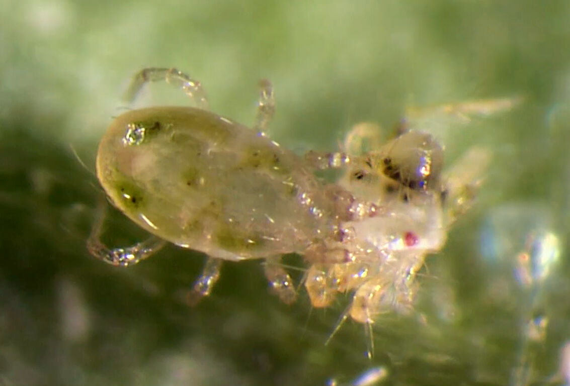 Spical predatory mite: a true all-rounder