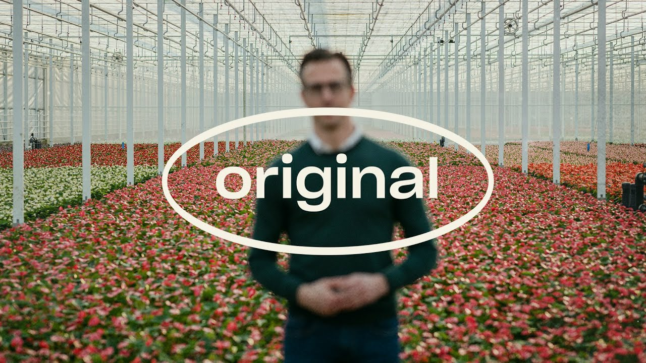 Stolk Brothers and Koppert’s shared vision - Original Stories about Predatory Mites Stolk Brothers and Koppert’s shared vision - Original Stories about Predatory Mites