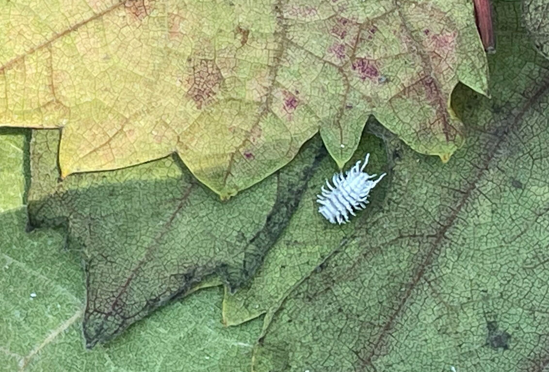 Mealybug control: Which beneficial should I use in my vineyard?