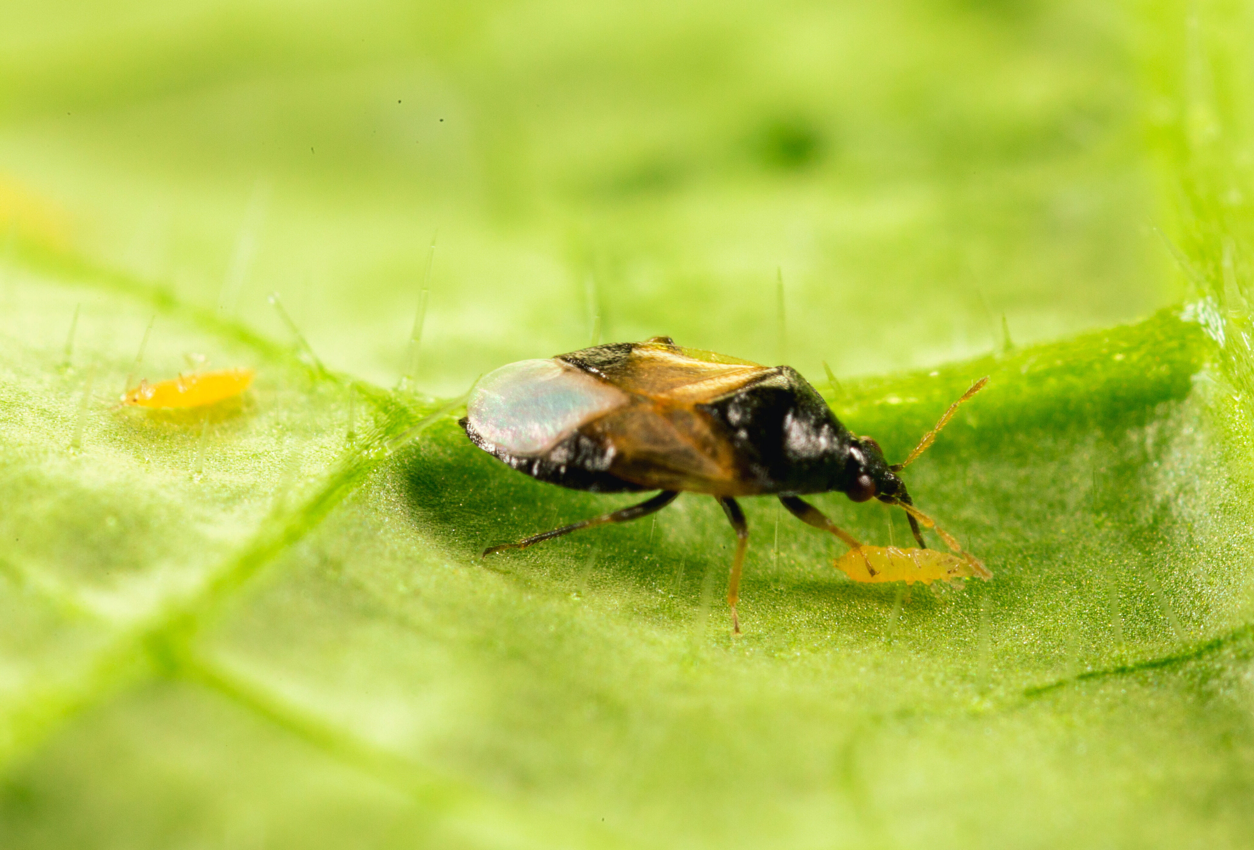 Keeping thrips under control: plenty of options!