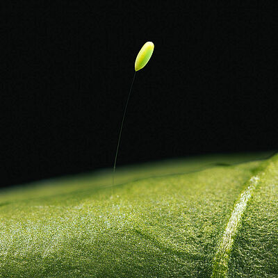 Chrysoperla carnea egg stage