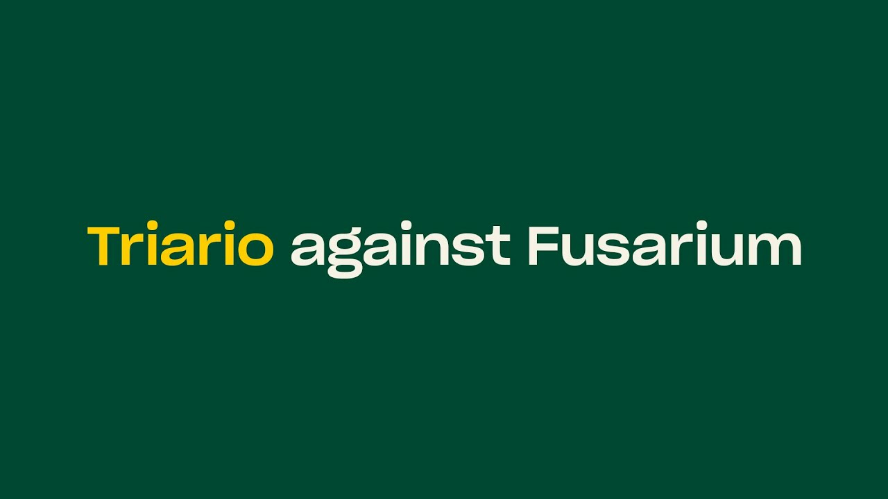 Triario against Fusarium
