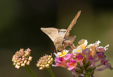 Corn earworm